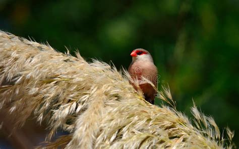 Tutto sull'uccello dal becco rosso: caratteristiche fisiche, habitat e .